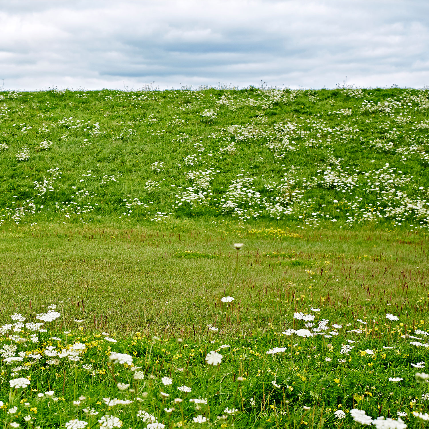 grass field